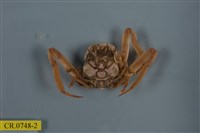 藏品(日本平家蟹)的圖片